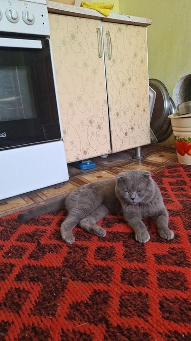 Britanski Mushuk