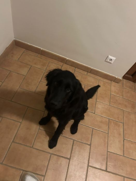 Cățel spre adopție-caută o familie iubitoare