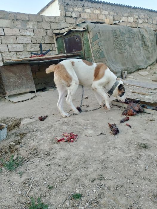 Продается собака туркменский алабай