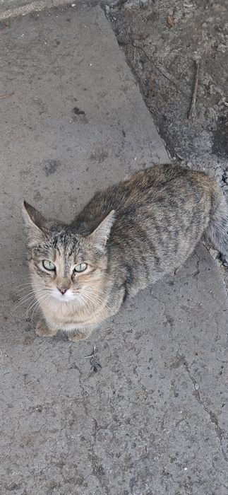 Кошка отдается в хорошие ручки