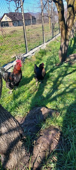 Pui  Marans și olive.