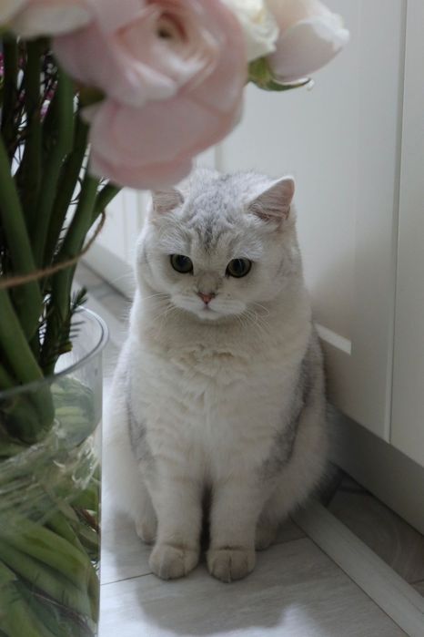 Шикарные  Котята британские шиншиллы