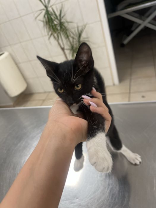 Motan pentru adoptie