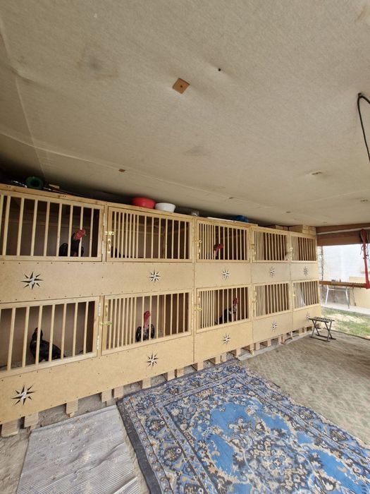 Xo'roz uchun kataklar