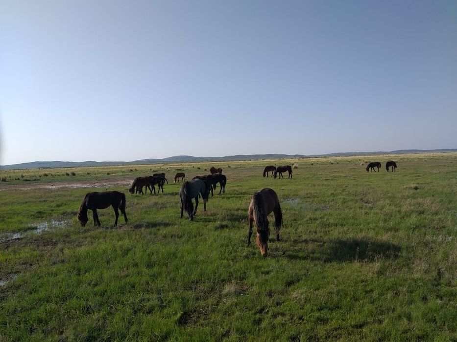 Продам лошадей 4косяка