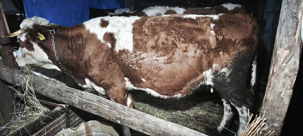 Vând 3 vaci bălțate românească gestante + o junica