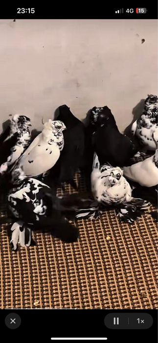 Сочи жуки голуби