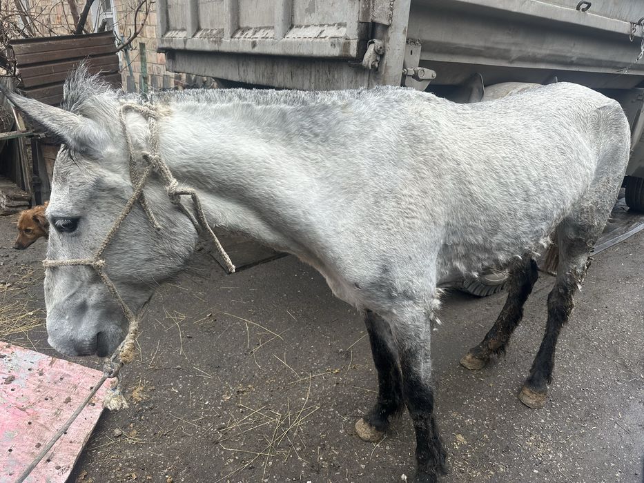 Бие, лошадь на откорме стоит