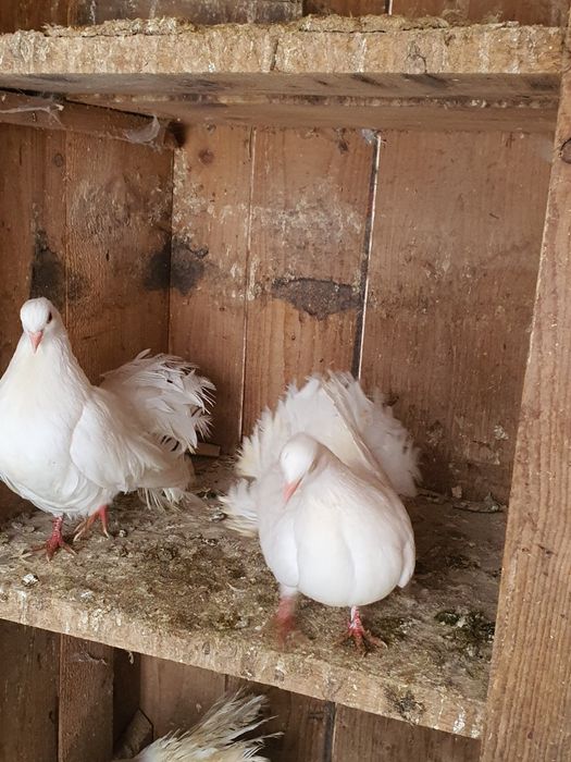 De vânzare porumbei pave