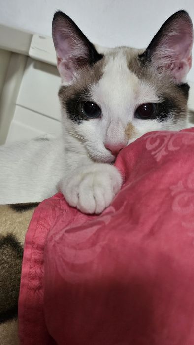 Ofer 2 pisici spre adopție