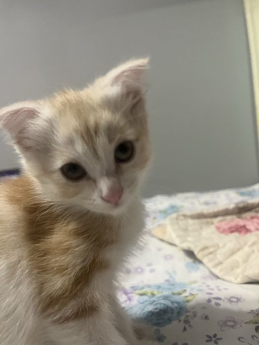 Котенок девочка