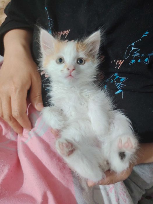 Котенок от турецкой ангоры