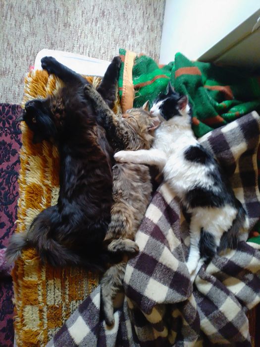 Подарявам котенца , две мъжки и едно женско.