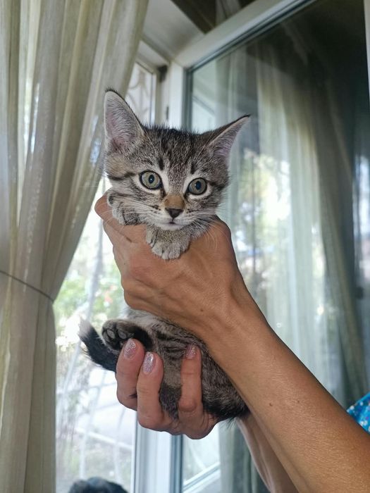 Ласковые котята ищут доброго человека!