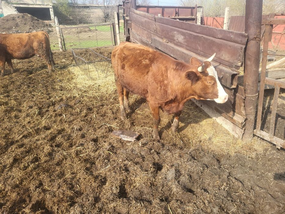 Продам корову стельнуб!