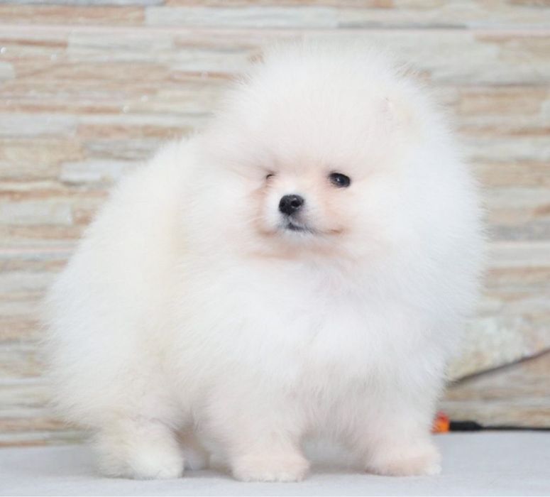 Fetita pomeranian mini/toy!