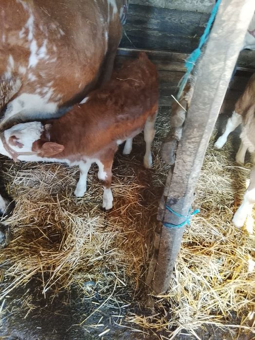 Vând vitel și vițea