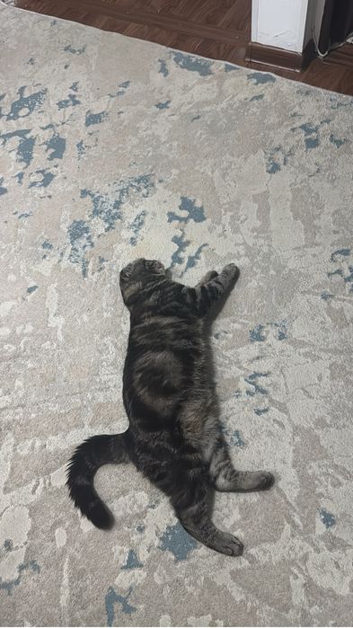 Кот шотландская порода