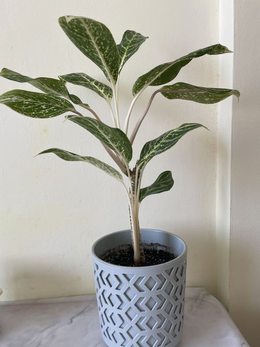 Аглоанема, диффенбахия, фикус Даниэль