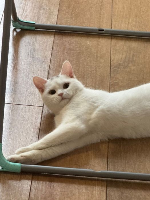 Отдам котенка, девочка