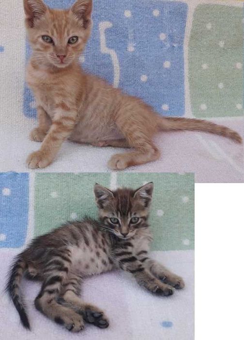 Подарявам гальовни мъжки котета на 2 месеца