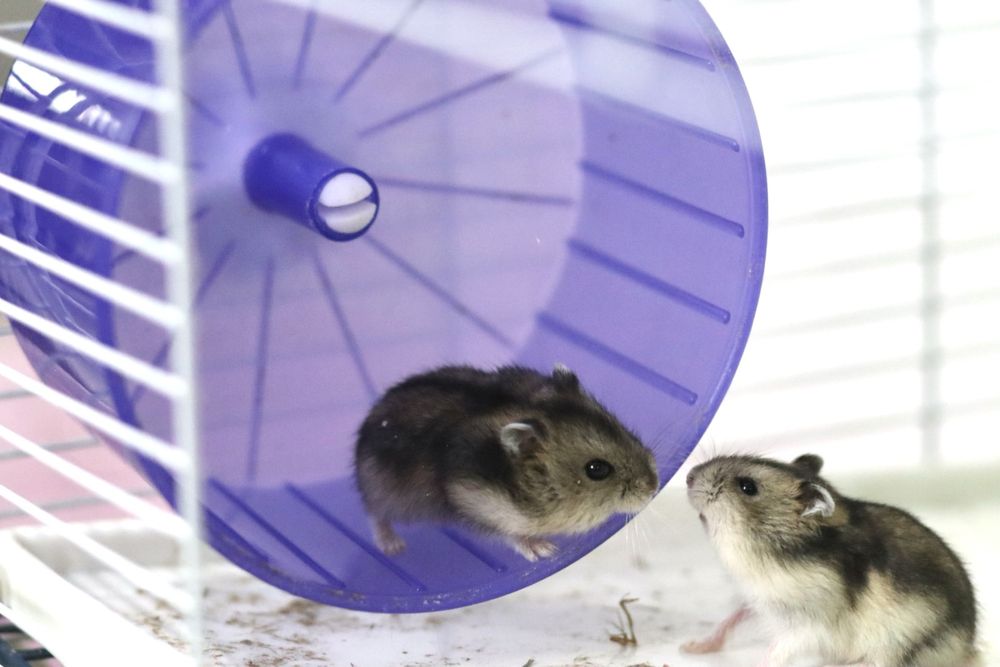 Hamster pui si adulti