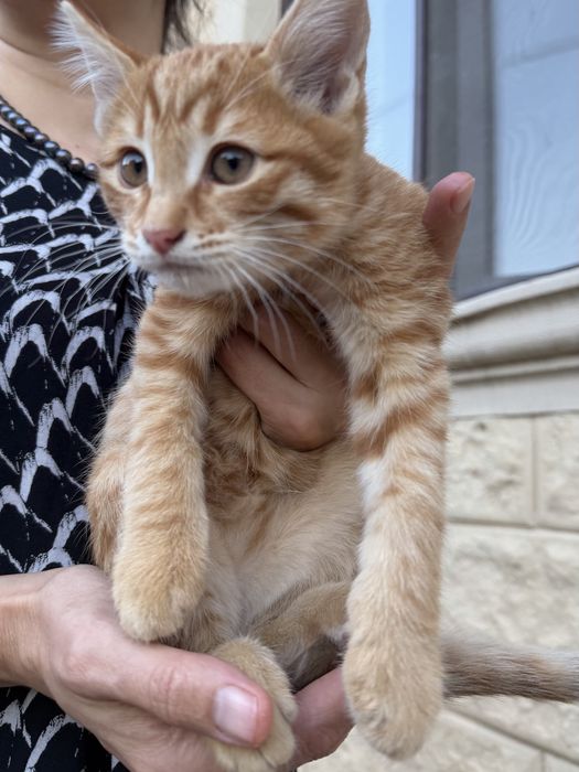 Котенок бесплатно