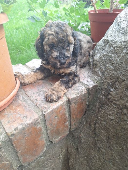 Pudel/Poodle fetita