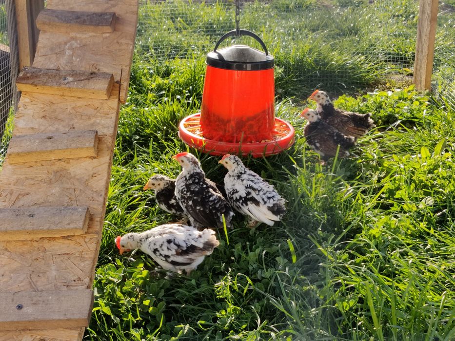 Vând cocoșei rasa pitica