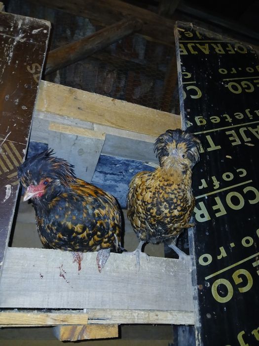 Gaini de tara, matase japoneza,paduane si pitici motati