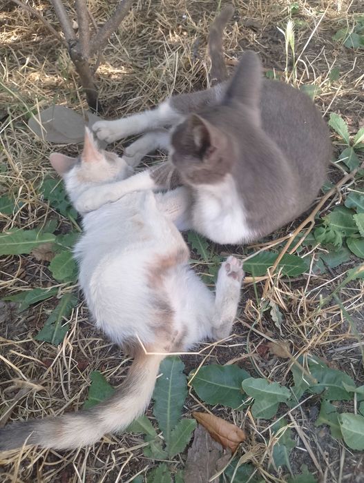 Подарявам малки котета на два месеца