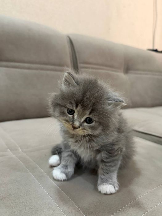 Котята породистые