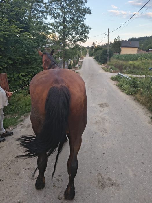 Cal de vanzare foarte bland