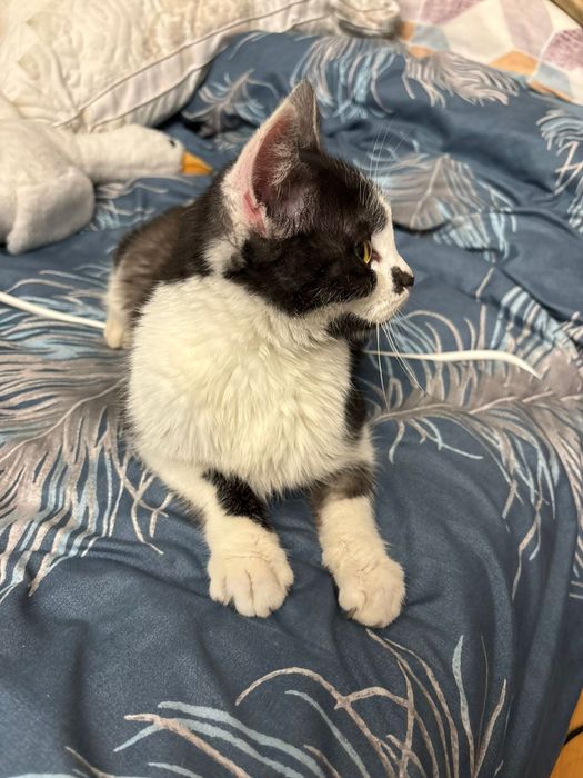 Срочно котик в добрые руки