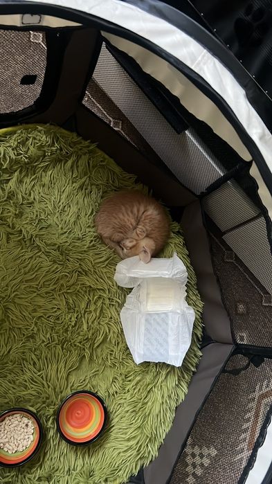 В дбрые руки котенок Мальчик