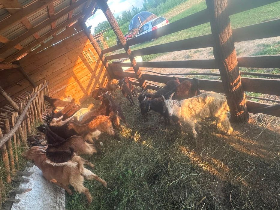 De vânzare 12 țapi și 4 iede