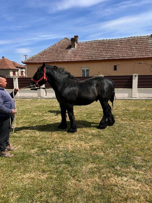 Manz armasar  negru(3 bucati)