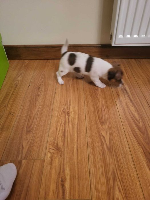 Jack Russell Terrier