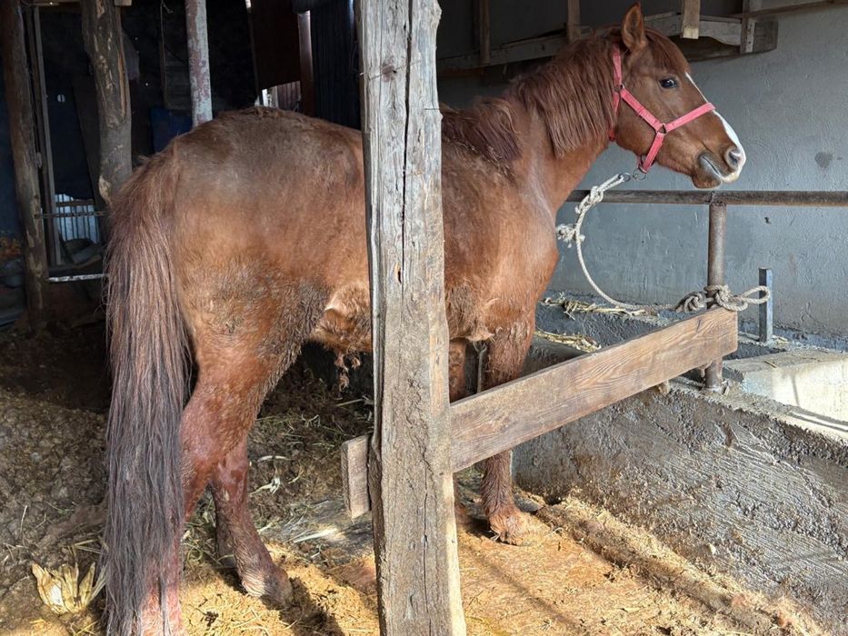 жорға ат сатылады