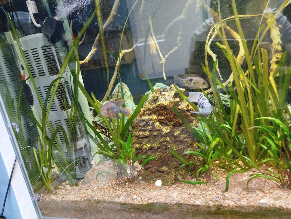 Акары бирюзовые 7-8 см