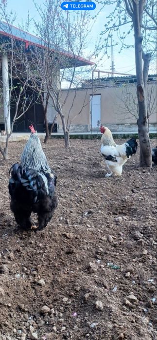 Soğlom gigant brama