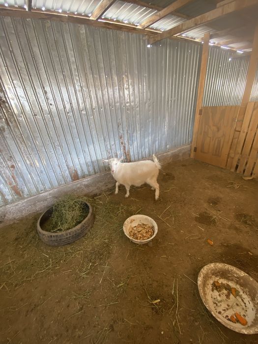 орыс ешки ауыстрам койга