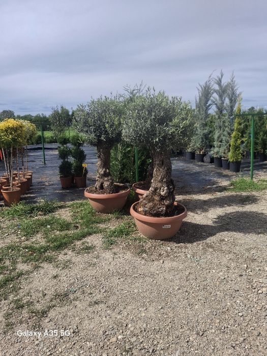 Vând plante ornamentale și livrez