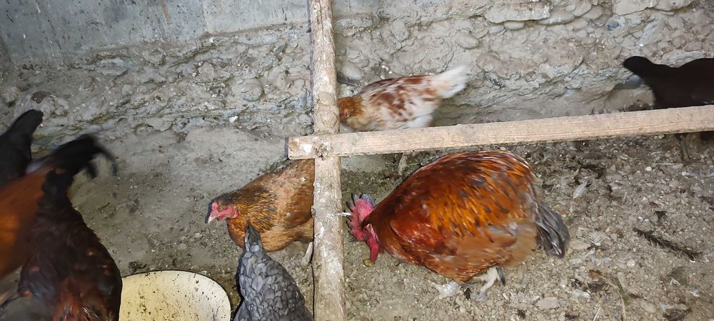 Товуқ хуроз Курицы Петухи