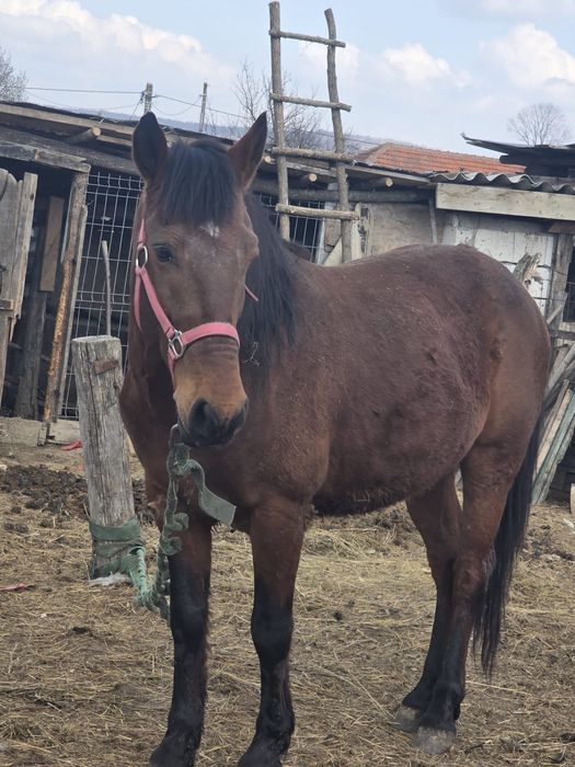 Cal / Armasar 8 ani de vanzare  , cuminte bun la caruta si munca