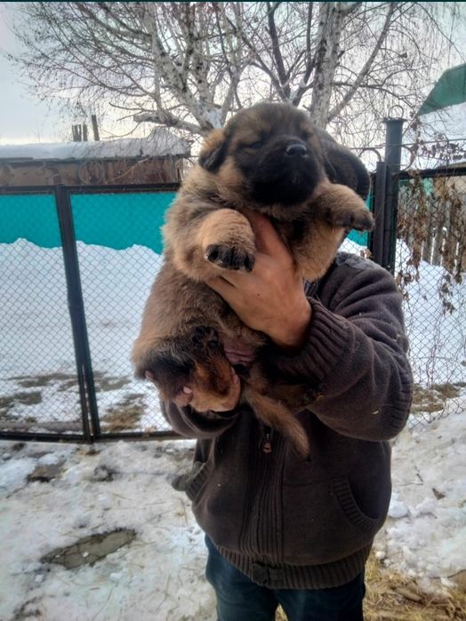 Отдам щенка в добрые руки