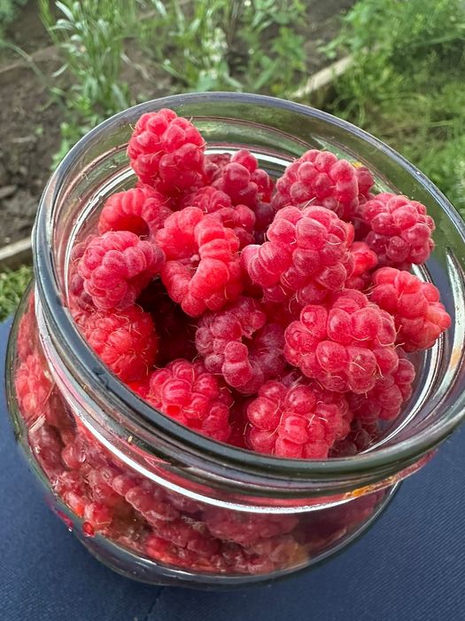 Продам малину дачную