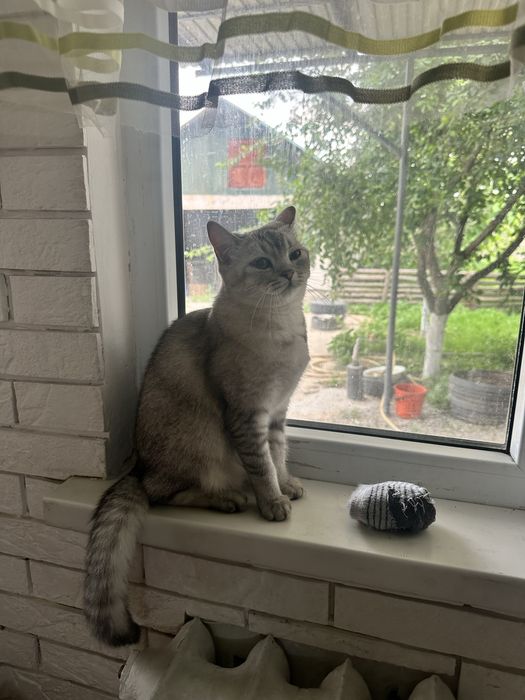 продам Шиншилла кошка