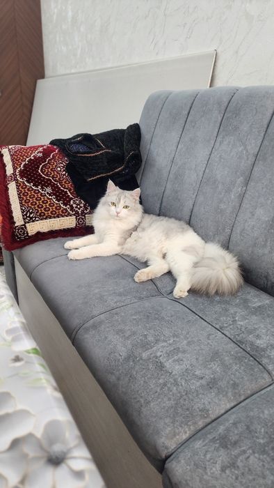 Scottish strayt heylund