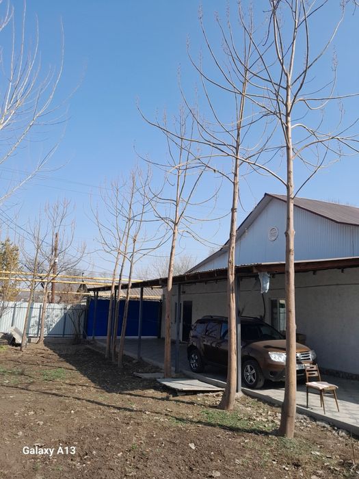 Дерево  Павловния